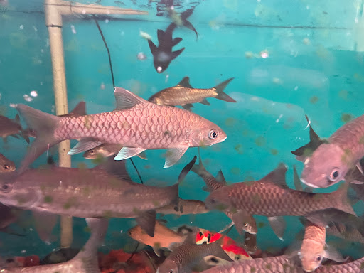 MKAaquatic aquarium fish shop
