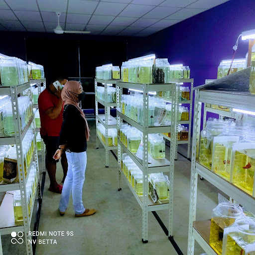 Kedai Akuarium NV Betta