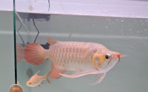 Adi Red Arowana