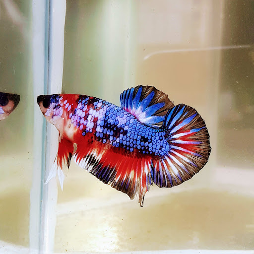 Betta farm & breeder