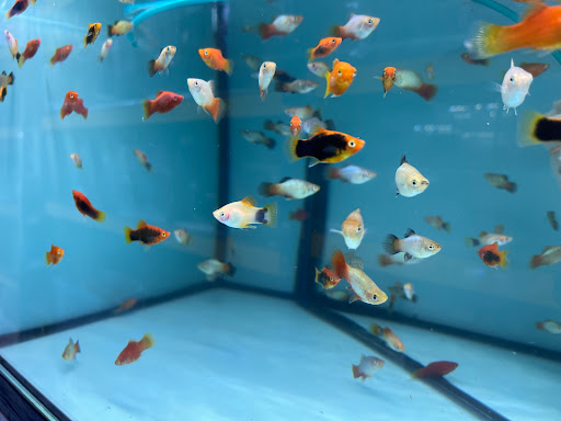 Newwondersea Aquarium