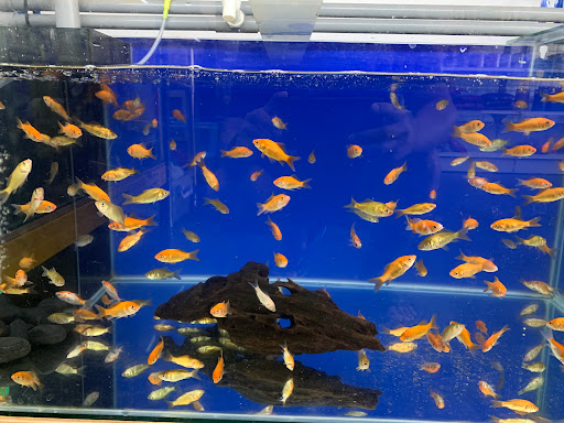 MKN Aquarium & Pet Shop