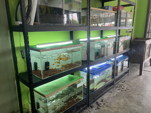 Angah Anz Enterprise