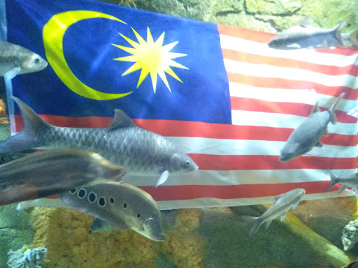 The Top Boutique Aquarium