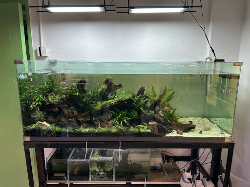 Life & Aquatic Studio