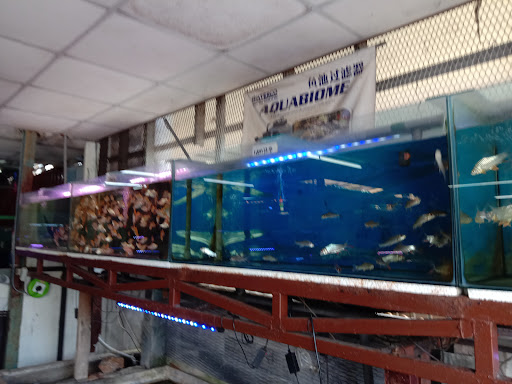 KEDAI IKAN HIASAN AS ALMA