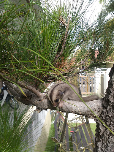 Chai Lai Huat Aquarium & Pet Store