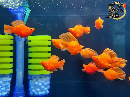 Navy Aquatic Trading