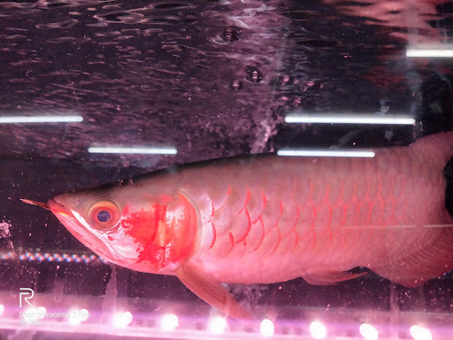 River One Aquatic & Pets Trading