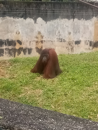 King Kong Aquarium Importers & Exporters