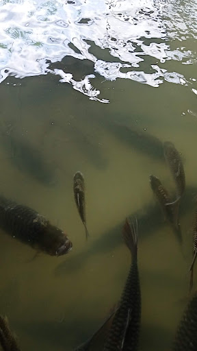 T. S. Trading Pemborong Ikan Air Tawar