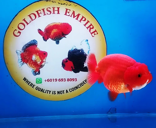 Goldfish Empire