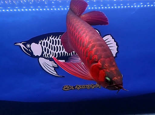 SK Arowana kedai ikan hiasan & akuarium
