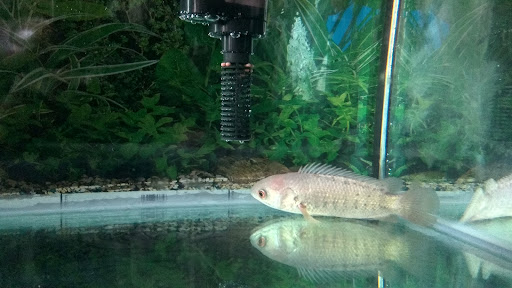 BAO FONG AQUATIC SUPPLIES KUALA SUNGAI BARU