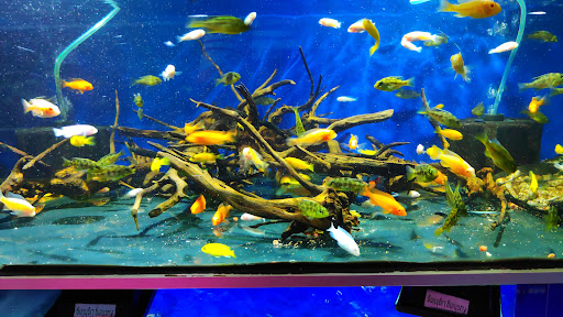 QQ Aquatic Enterprise