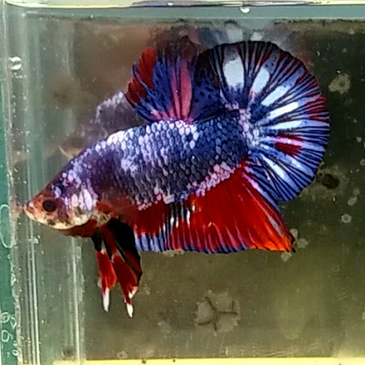 Melaka Aquatic Arena by Betta4U