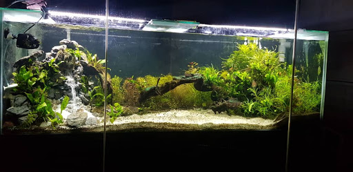 Aquascape Azra Green
