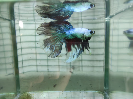 Bushido Betta Farm
