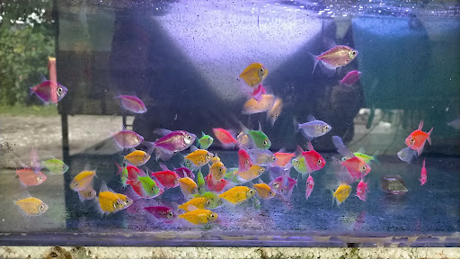 Kim Mok Seng Aquarium Shop