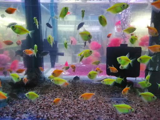 Niu Aquarium Enterprise