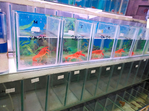 My Cats & Pets Centre