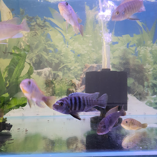 Ipoh Lobster & Aquaculture