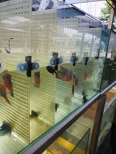 Leong Pooi Hung Aquarium