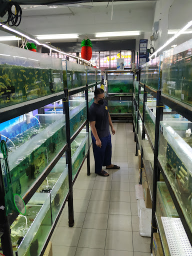 Star Sea Aqua Zone 3