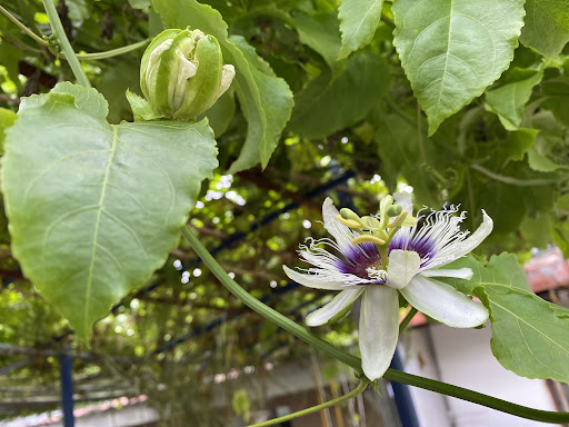 Rainforest Aquatic & Pets