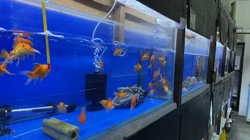 Kedai Burung dan Aquarium Chandan 祺@鱼雀店