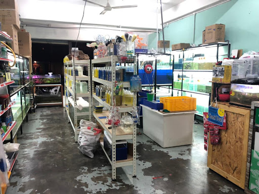 Kabut Betta Aquarium