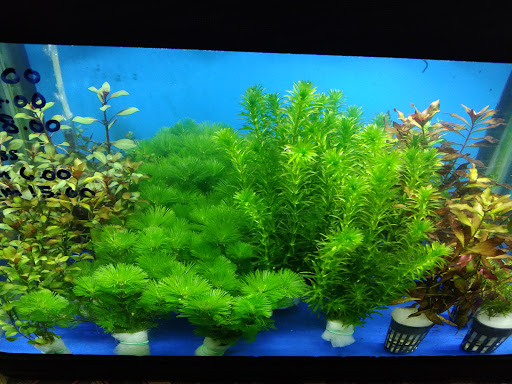 Matang Aqua Enterprise taiping