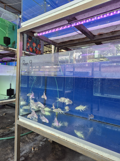 Atlantis Aquariums & Pets Centre