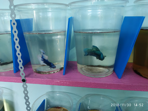 D'Tepen Betta Showroom