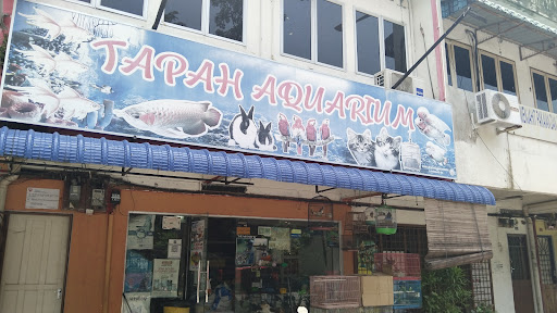 Tapah aquarium
