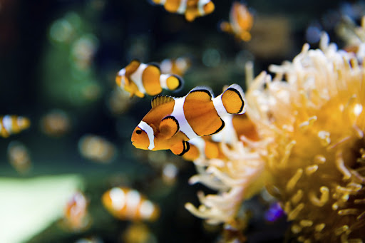 Galaxy Marine Fish and Aquatic