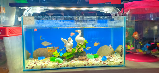 Chang Aquarium Tropical Fish Chang Aquarium Tropical Fish