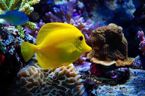 Eastern Marine Aquarium Eastern Marine Aquarium