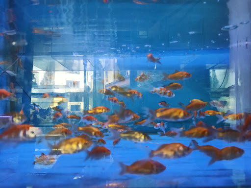 Popular Aquarium Popular Aquarium