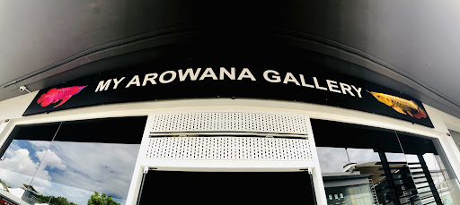 MY AROWANA GALLERY