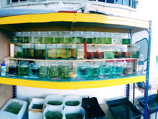 Ornamental Fish Farm