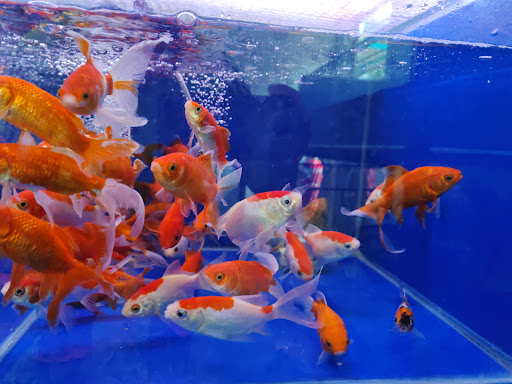 happy aqua pet shop