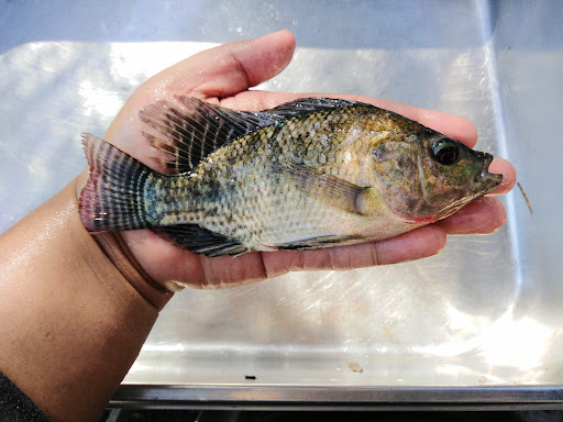 RAKIM TALAPIA