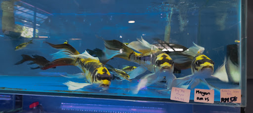 R&R BIRD & FISH SHOP