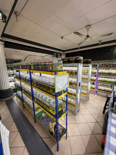 DCKK Betta Gallery & Farm (Appointment Before Come)