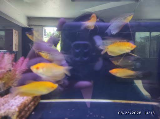 Call Me Aquarium