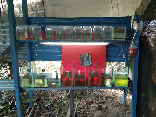 Lahad Datu Farm