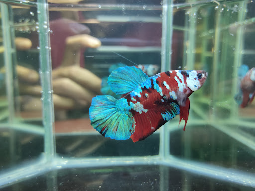 RRM_Betta Pengalat