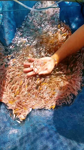 Penternak Ikan Air Tawar Papar