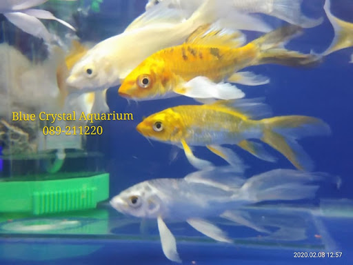 Blue crystal aquarium